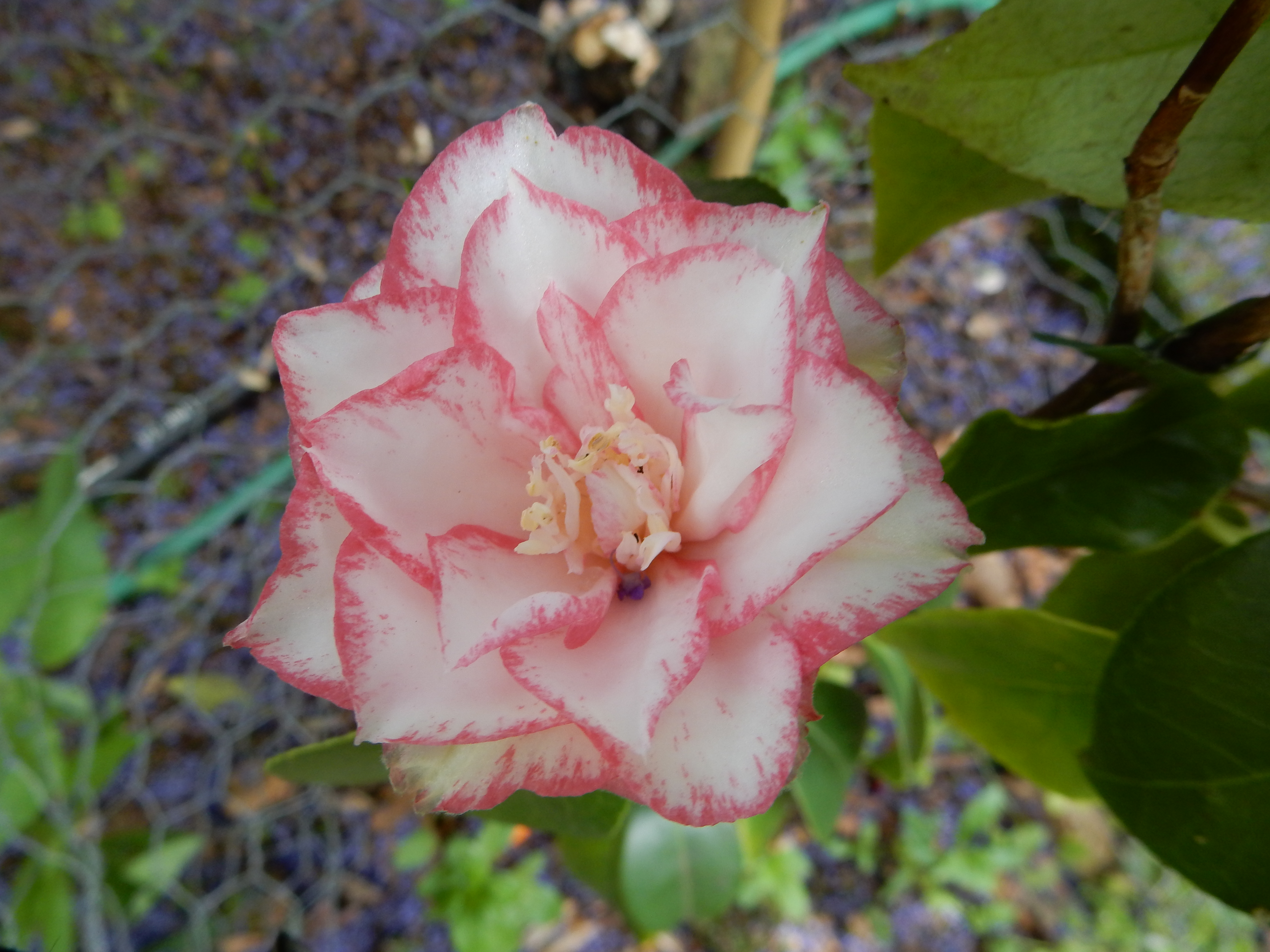 C. japonica 'Shuchūka'